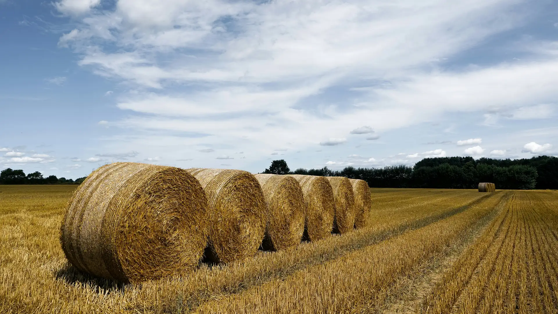 Round straw bales in a harvested field under a blue sky